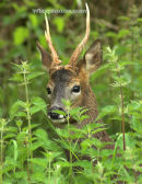 Roe Deer